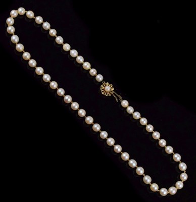 Lot 50 - Uniform row of cultured pearls