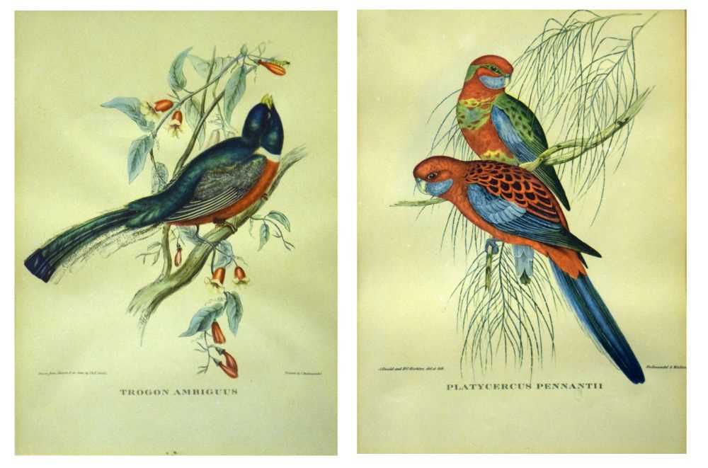 Lot 537 - Pair of coloured prints of birds - 'Trogan